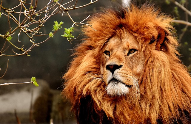 Wilde Raubtiere in Afrika Kinder Quiz