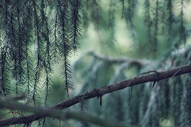 Heimische Waldbaume erkennen Quiz