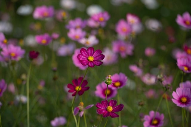 Die Welt der Wildblumen Quiz