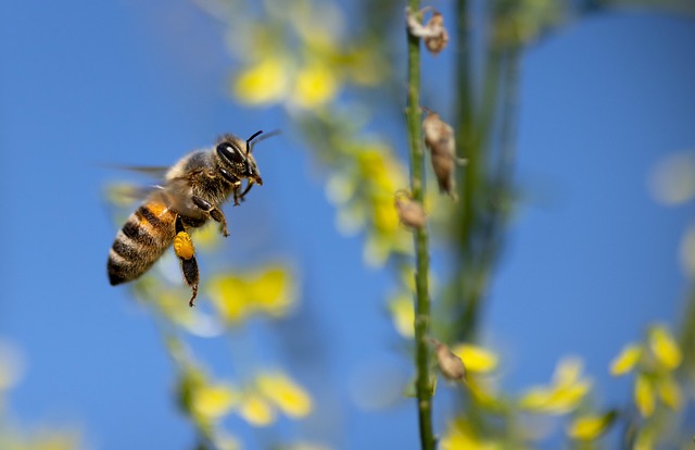 Insekten und Bestäuber Quiz