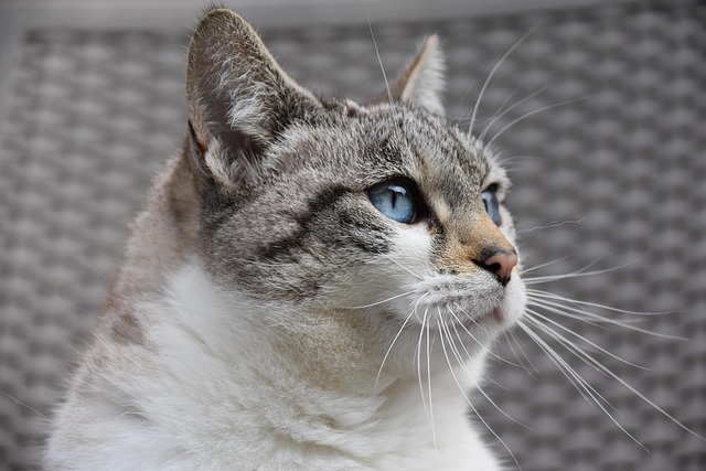 Die Welt der Katzen Quiz