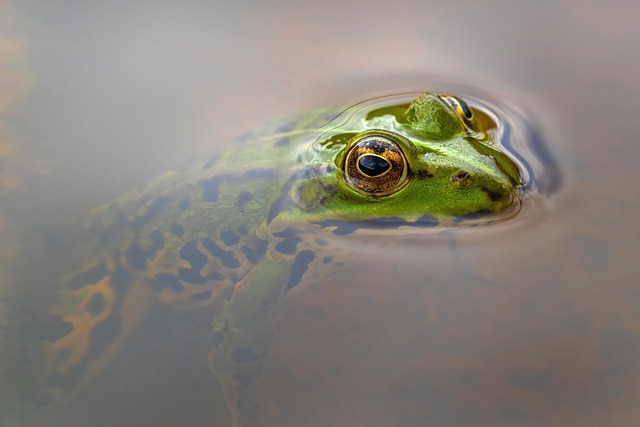 Reptilien und Amphibien Quiz