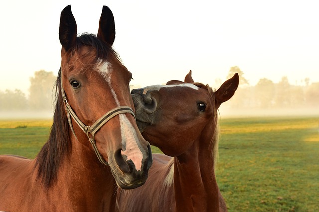 Pferde und Ponywissen Quiz