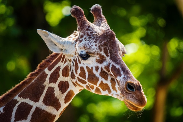 Tierische Rekorde der Welt Quiz