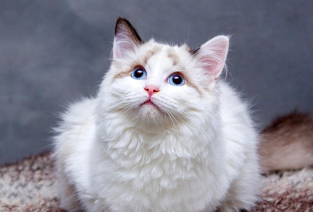 Haustier-Check: Hund, Katze, Hamster