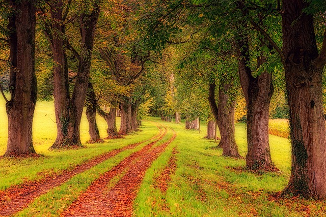 Bäume im Wald erkennen Quiz