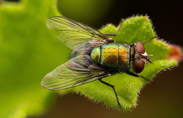 Insekten Quiz: Die kleinen Krabbeltiere