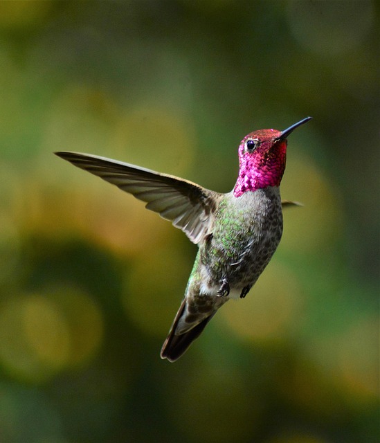 Vögel und Flugzeuge Quiz: Warum fliegen sie?