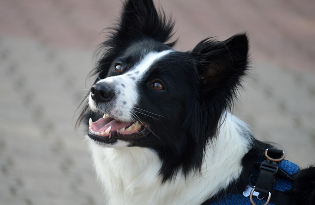Haustiere verstehen Quiz: Was sagt uns der Hund?