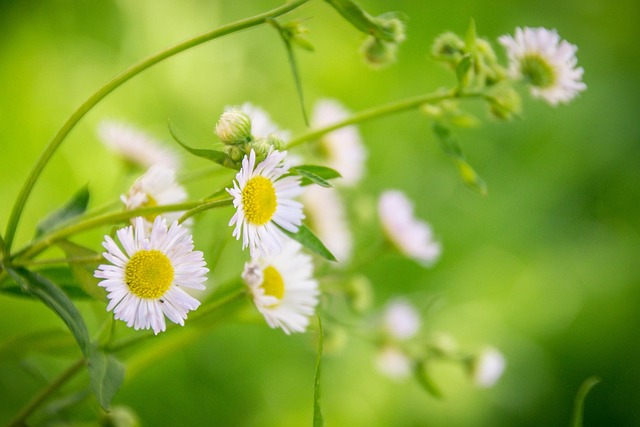 Blumen und Pflanzen Quiz: Die bunte Welt der Natur