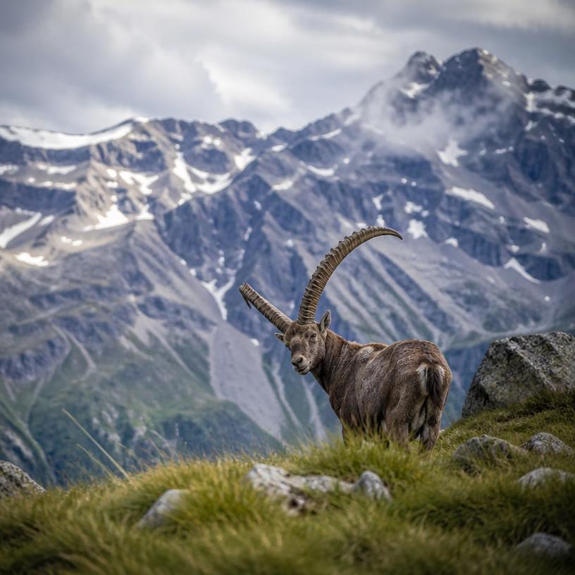 Die Verborgenheiten der Tierwelt: Ein Expedition ins Unbekannte
