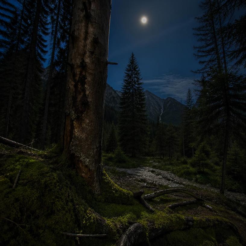 Mondschein-Rätsel: Der nächtliche Wald