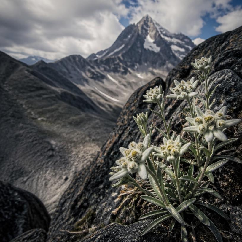 Die Geheimnisvollen Blumen der Alpen!