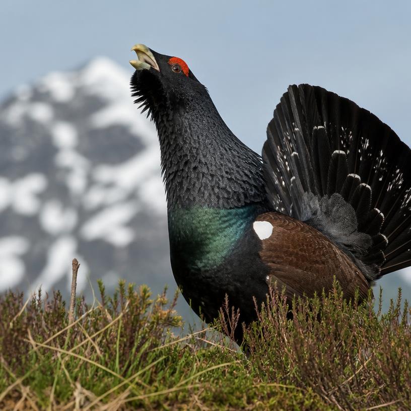 Österreichs gefiederte Wunder: Entdecke die Geheimnisse der heimischen Vögel!